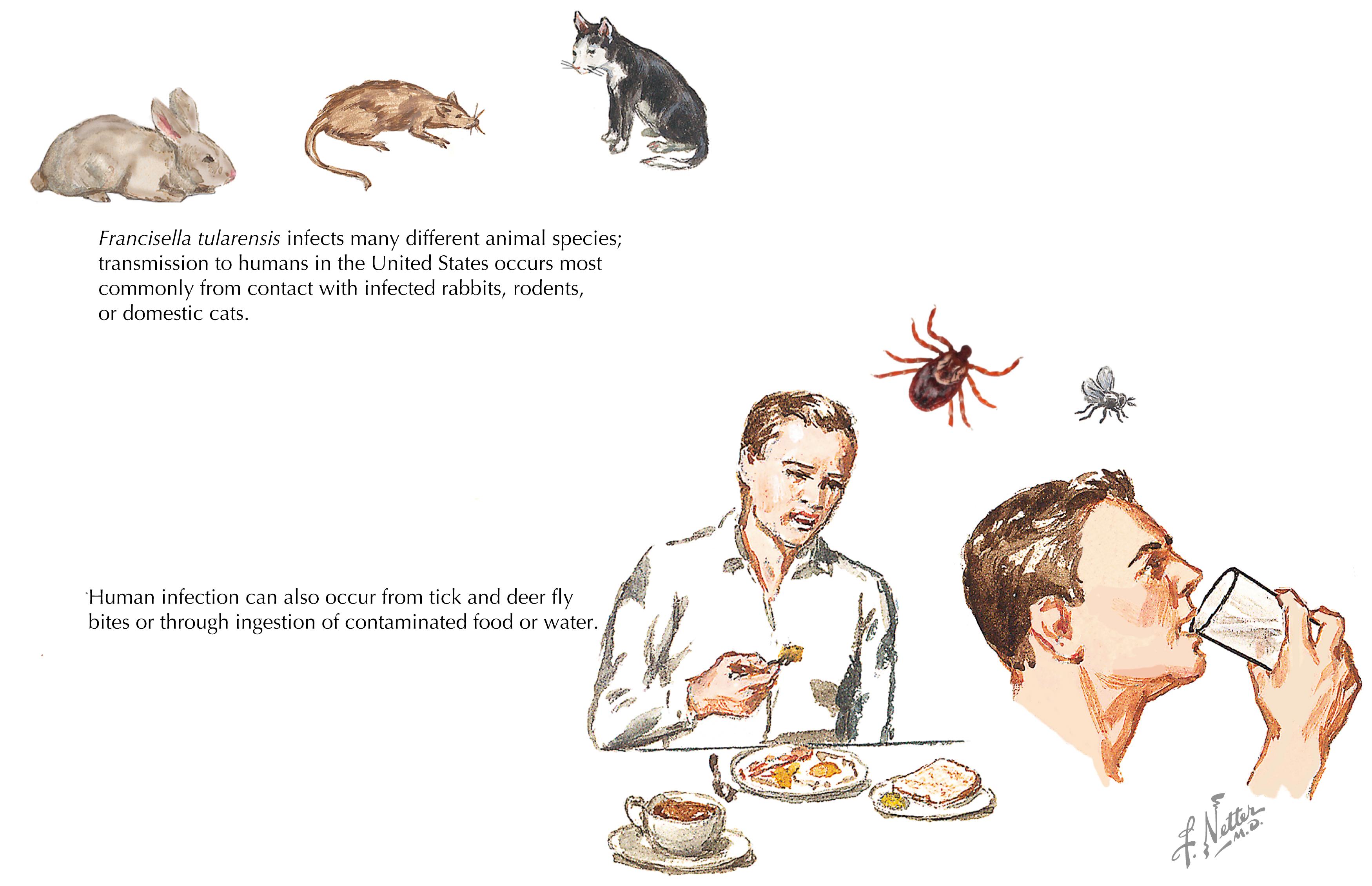 Fig. 91.3, Transmission of Francisella tularensis .