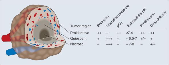 Figure 8.6, The tumor microenvironment is heterogeneous with proliferative, quiescent, and necrotic regions. These regions can be characterized in terms of various physiologic parameters. Decreasing magnitude of these parameters is indicated as +++, ++, +, +/−. and −.