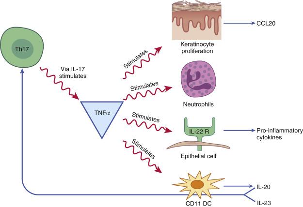 Fig. 26.1, Proposed role of tumor necrosis factor ( TNF ) in psoriasis pathogenesis. TNF-α stimulates keratinocyte proliferation, which then releases additional proinflammatory cytokines–importantly CC20. It can also directly stimulate neutrophils. It upregulates interleukin ( IL )-22R on epithelial cells, which via signal transducer and activator of transcription (STAT) 1/3, also induces important inflammatory cytokines. The CD11 dendritic cell ( DC ), once stimulated by TNF-α, make IL-20 and IL-23, which are important stimulators of the T-helper ( TH )17 cell, whose product, IL-17, again induces TNF-α.