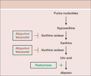 Fig. 30.1, Purine catabolism pathway and targeted drug site of action. Purine catabolism produces hypoxanthine, xanthine, and ultimately the low solubility metabolite uric acid via xanthine oxidase. Allopurinol and febuxostat inhibit xanthine oxidase. Uric acid can be converted to the highly water soluble allantoin with the use of rasburicase, a recombinant urate oxidase.