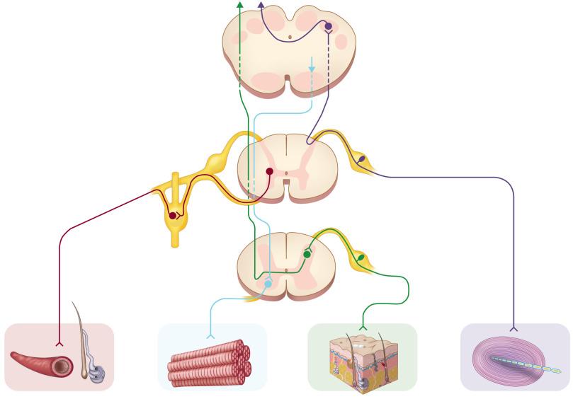 Fig. 15.1, Schematic of peripheral nervous system in relation to the central nervous system.