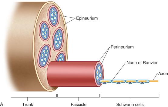 Fig. 15.2, Normal spinal nerve. Hierarchy of peripheral nerve architecture (A). Cellular components of the peripheral nerve fascicle (B). Cross section of normal spinal nerve on H & E preparations (C, D).