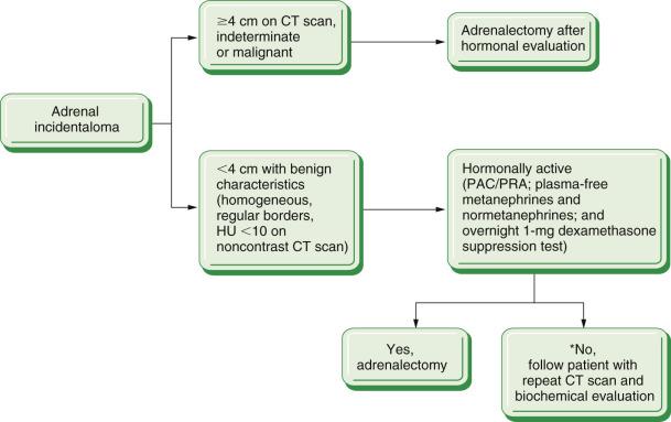 FIG. 19.2, Algorithm for evaluation and management of adrenal incidentaloma. Repeat image in 3 to 6 months and annually for 1 to 2 years; repeat functional studies annually for 5 years. If mass grows more than 1 cm or becomes hormonally active, recommend adrenalectomy. CT, Computed tomography; HU, Hounsfield units; PAC , plasma aldosterone concentration; PRA, plasma renin activity.