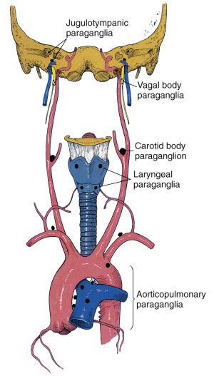 FIG. 28.1, Anatomic distribution of paraganglia in head and neck region; they have a close alignment with the parasympathetic nervous system.