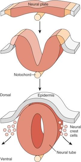 Figure 57-4, Growth and folding of the neural plate.