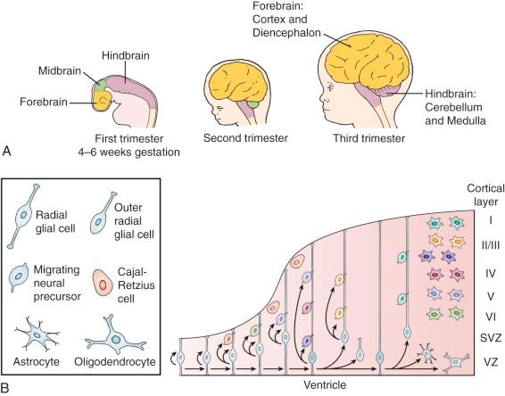 Figure 57-5, A, Outpouching of the neural tube. B, Cortical Development process. Radial Glia (RG) function as neural stem/precursor cells. Initially, the population of RG expands by proliferation, and the early RG produce a largely transient population of Cajal-Retzius cells. RG continue to proliferate and produce: (1) outer RG located in the Subventricular zone (SVZ) , (2) more RG, and (3) early cortical neurons. Neurons produced by the RG and the outer RG migrate along the RG to the cortex. Neurons are generated in an inside-out pattern so that the earliest neurons are found in the deep cortical layers. After most of the neurons have been generated, RG give rise to astrocytes and oligodendrocytes. The cell of origin for astrocytomas may be residual RG, outer RG, or astrocytes.