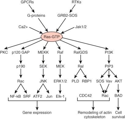 Figure 57-6, Ras and downstream pathway. AKT, V-Akt Murine Thymoma Viral Oncogene Homolog; ATF2, activating transcription factor 2; Bad, bcl-2-associated death promoter; Ca2+, Calcium; CDC42, cell division cycle 42; Elk-1, ETS domain-containing protein; GPCRs, G-Protein Coupled Serpentine Receptors; G proteins, guanosine nucleotide-binding proteins; GRB2-SOS, Growth Factor Receptor-Bound Protein-2—Son of Sevenless; Jak1/2, Janus kinase inhibitor1/2; JNK, c-Jun N-terminal kinases; Jun, jun proto-oncogene; MEK, mitogen-activated protein kinase kinase 1; ERK1/2, Extracellular Signal-Regulated Kinase 1/2; MEKK, mitogen-activated protein kinase kinase kinase 1, E3 ubiquitin protein ligase; NF-KappaB, Nuclear Factor-KappaB; PI3K, phosphatidylinositol 3-kinase, catalytic subunit type 3; PIP3, Phosphatidylinositol (3,4,5)-trisphosphate (PtdIns(3,4,5)P3); PKC, Protein Kinase-C; PLD, Phospholipase D; p120 GAP, Ras GTPase activating protein; p190, RhoGAPp190; Rac, ras-related C3 botulinum toxin substrate 2 (rho family, small GTP binding protein Rac2); Raf, v-raf murine sarcoma 3611 viral oncogene homolog; Ral, v-ral simian leukemia viral oncogene homolog B (ras related; GTP binding protein); RalGDS, Ral Guanine Nucleotide Dissociation Stimulator; Ras-GTP, v-Ki-ras2 Kirsten rat sarcoma viral oncogene homolog guanosine triphosphate (GTP); RBP1, Retinoblastoma binding protein1; RTKs, Receptor tyrosine kinases; SEK, Dual specificity mitogen-activated protein kinase kinase 4; SOS, son of sevenless homolog 1; SRF, serum response factor (c-fos serum response element-binding transcription factor); Vav, vav 3 guanine nucleotide exchange factor.