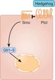 Figure 57-7, The PTCH1 gene product functions as both a receptor and negative regulator of signaling initiated by sonic hedgehog or the related ligands, Indian hedgehog and desert hedgehog. These ligands initiate an unusual and incompletely understood signaling pathway that culminates in Gli1-3 initiating transcription of cell cycle genes, including cyclin D1 and D2. Smo, Smoothen.