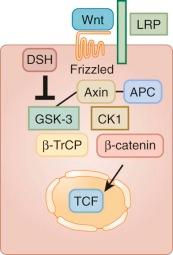 Figure 57-8, Wnts are a family of ligands that can act through two distinct signaling pathways. The canonical Wnt pathway is initiated when Wnt proteins bind to cell-surface receptors of the Frizzled family, which leads to activation of Dishevelled family proteins. When Dishevelled (DSH) is activated, it inhibits a protein complex that includes axin, glycogen synthase kinase 3 (GSK-3) , and adenomatous polyposis coli (APC). The axin/GSK-3/APC complex usually promotes degradation of β-catenin. After this β-catenin destruction complex is inhibited, cytoplasmic β-catenin becomes stabilized so that it is able to enter the nucleus. Nuclear β-catenin interacts with the transcription factor (TCF) family transcription factors to promote expression of a gene program that includes cyclin-D and thereby stimulates cell cycle progression. CK1, Casein kinase 1; LRP, lipoprotein receptor-related protein; β-TrCP, beta-transducin repeat containing protein.