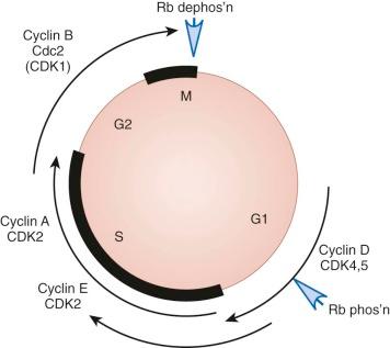Figure 57-9, Cell cycle diagram. Oncogenic events can increase cyclin-D (i.e., hedgehog or Wnt signals) or alter other cell cycle regulators. Cdc2, Cell division cycle protein 2 homolog; CDK, cyclin-dependent kinase; Rb dephos'n, retinoblastoma 1 dephosphorylated; Rb phos'n, retinoblastoma 1 phosphorylated.
