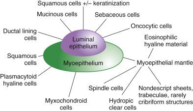 FIG. 7.18, The multipotentiality of cellular differentiation in pleomorphic adenoma. Possible lines of differentiation and appearances of the luminal ductal cells, as well as abluminal (myoepithelial) cells, are shown.