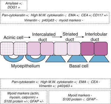 FIG. 7.2, Schematic drawing to depict the cell types that constitute the serous secretory unit and their immunophenotypic profiles. CEA, Carcinoembryonic antigen; GFAP, glial fibrillary acidic protein; EMA, epithelial membrane antigen; MW, molecular weight.