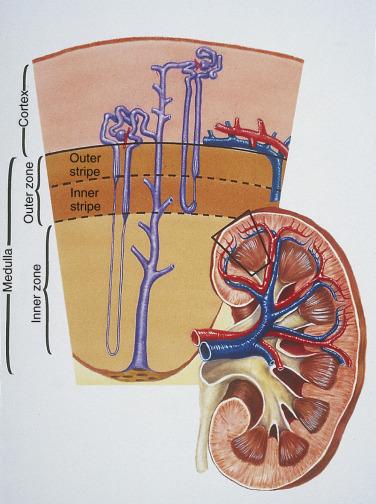 FIG. 12A.25, The collecting ducts of the kidney begin in the outer cortex and become larger by the confluence of connecting tubules as they pass through the cortex and medulla. The terminal segment in the medullary papilla is the duct of Bellini.