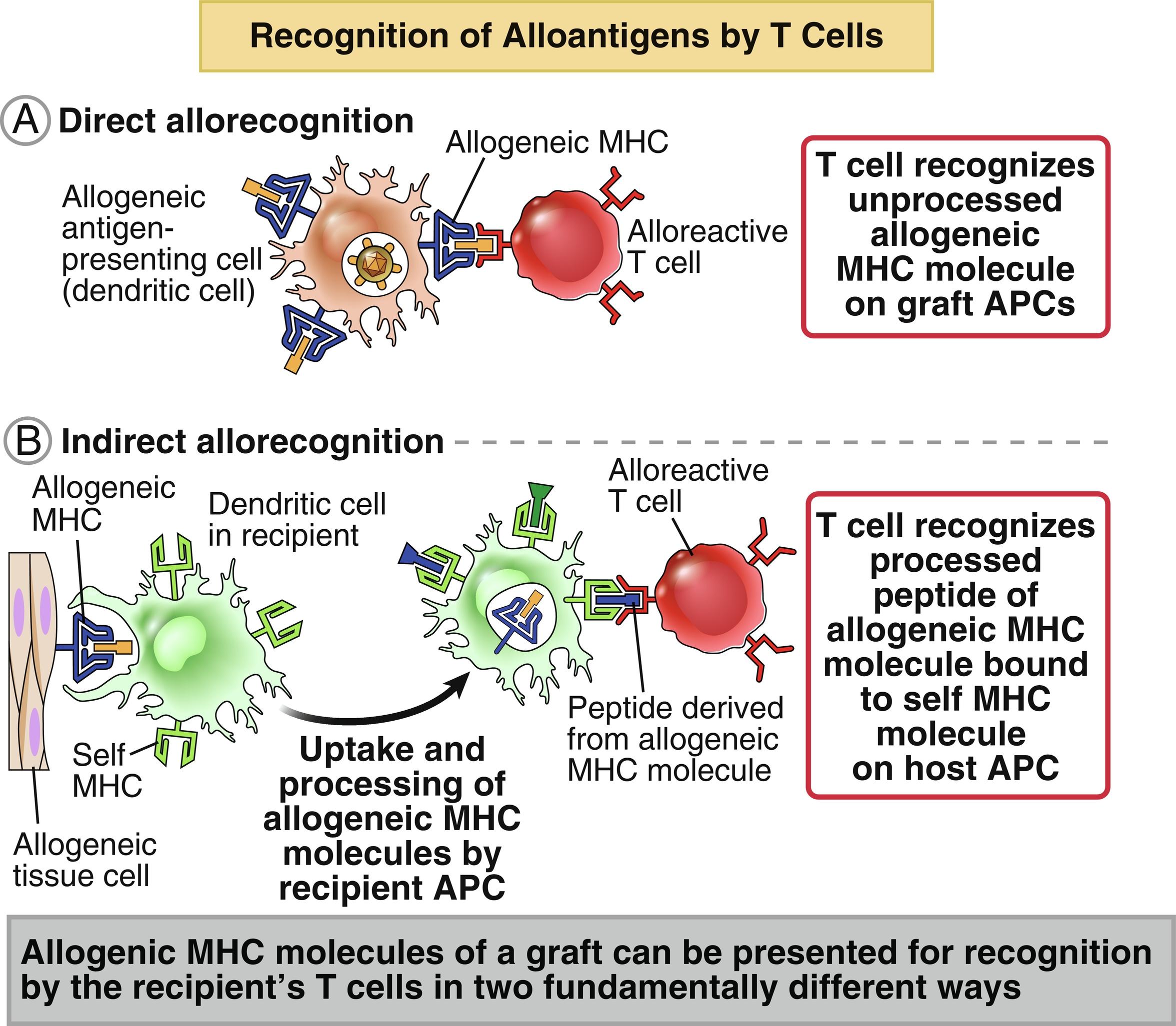 Fig. 17.1, Direct and indirect allorecognition by T cells.