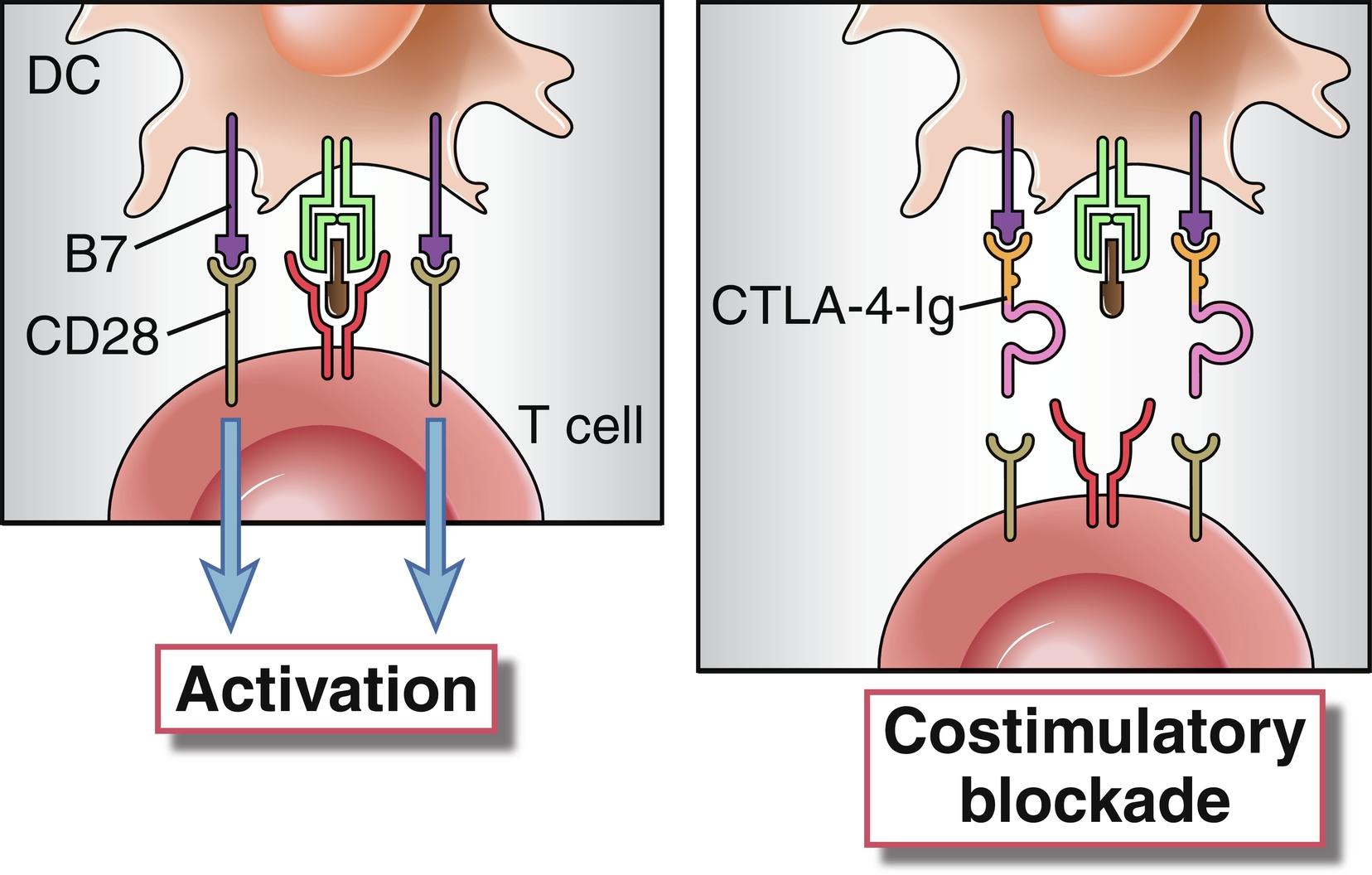 Fig. 17.2, The CD28-B7 costimulatory pathway showing activation and blockade by CTLA-4-Ig.