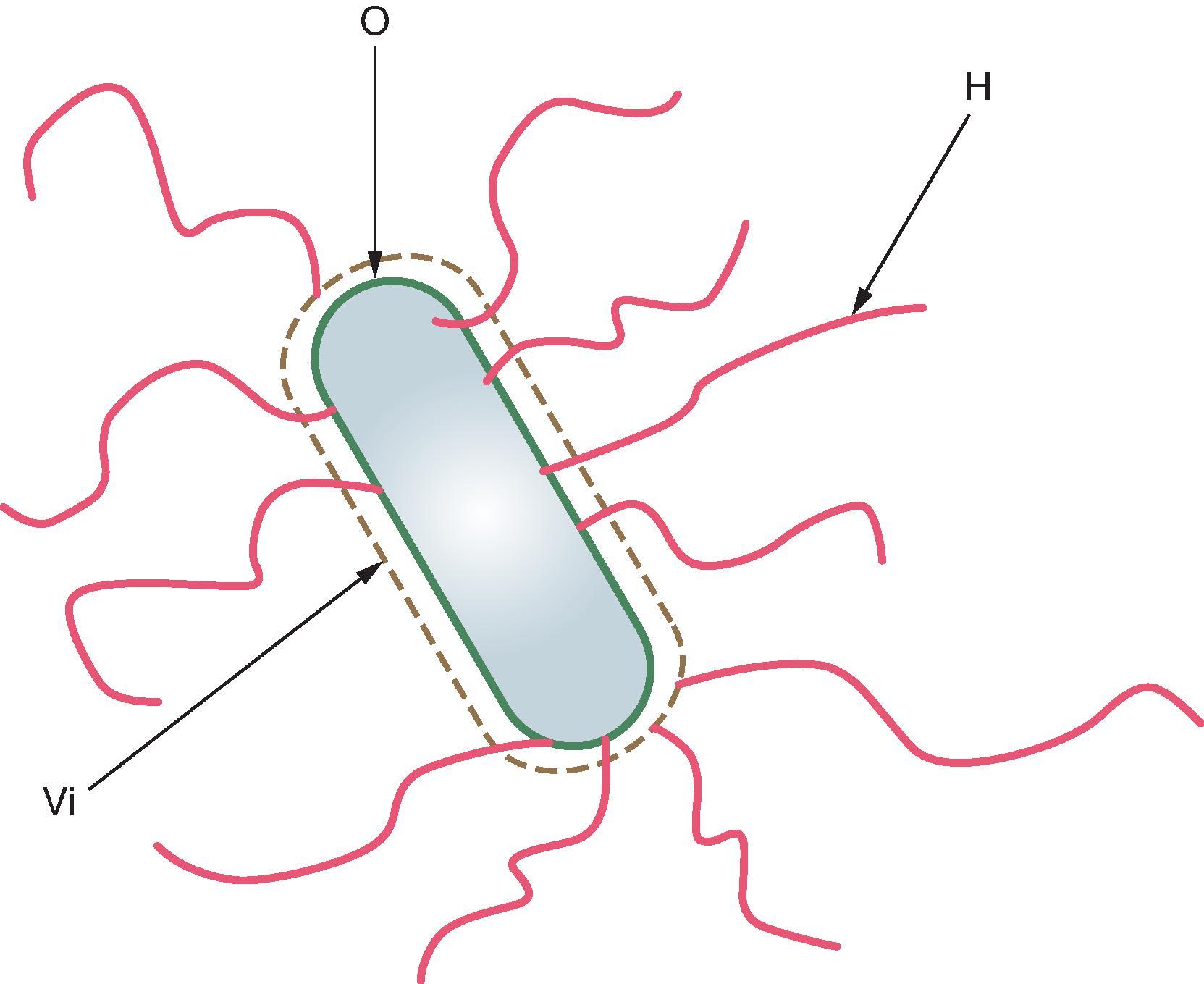 Fig. 62.1, Demonstration of the locations of the O, Vi, and H antigens of Salmonella typhi . The specific immunodominant O antigen (antigen 9) that characterizes S. typhi as falling in Salmonella group D consists of a tetrasaccharide repeat, wherein the dideoxyhexose sugar tyvelose is linked to a mannosyl-rhamnosyl-galactose backbone. Further internally, these O tetrasaccharide repeats are linked to core sugars, which are further linked to cell wall lipid A components. A capsular polysaccharide, the Vi antigen, overlies the O antigen. Peritrichous flagella emanating from the bacteria carry protein H antigen d in the case of S. typhi (with a few exceptions from Indonesia that exhibit flagellar antigen z66).