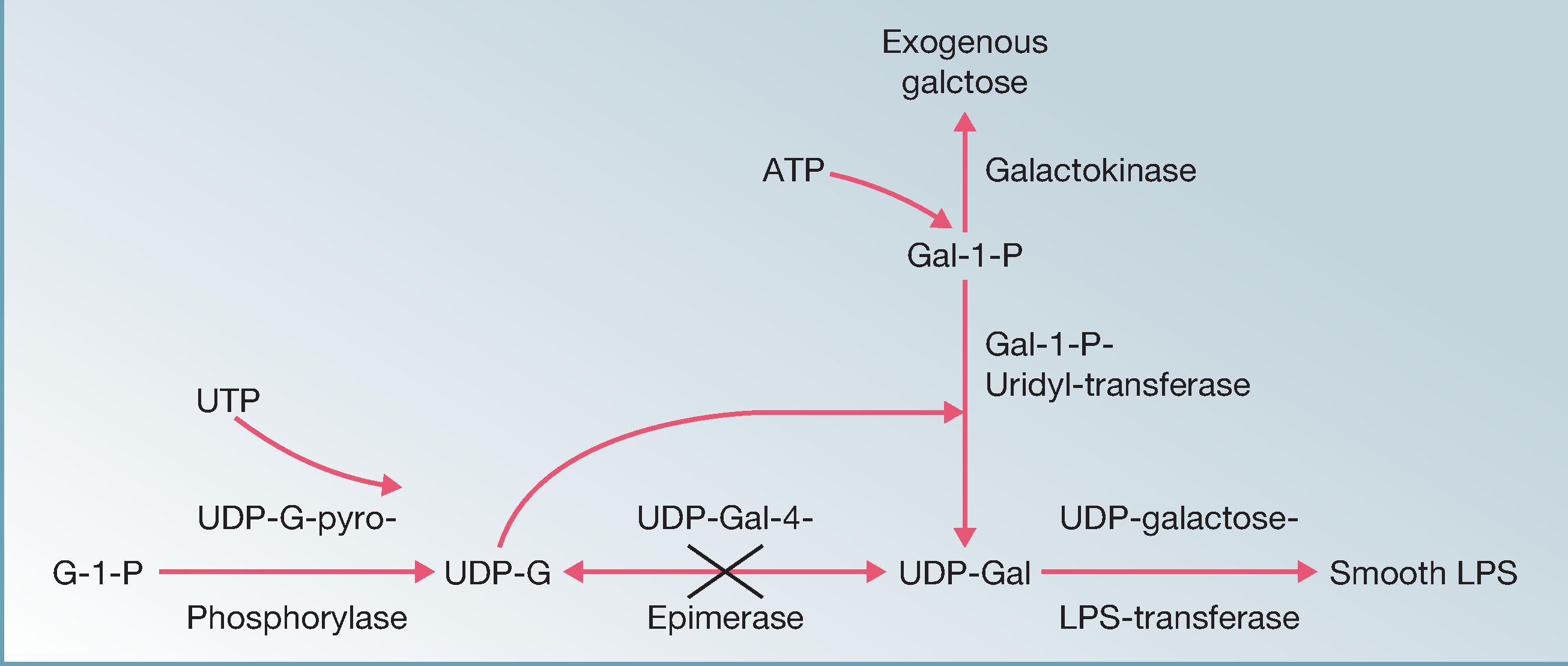 Fig. 62.3, Scheme of incorporation of exogenous galactose by galE mutant Ty21a; attenuated Salmonella Typhi vaccine strain is shown. When grown in the absence of galactose, Ty21a does not produce smooth lipopolysaccharide (LPS) O antigen and is nonimmunogenic. Grown in the presence of exogenous galactose, this hexose is sequentially processed to become galactose-1-phosphate (Gal-1-P) and then uridine diphosphate-galactose (UDP-Gal). Because of the complete lack of UDP-Gal-4-epimerase in Ty21a, UDP-Gal cannot be converted to UDP-glucose (UDP-G), but it can be further incorporated into smooth LPS O antigen. However, the accumulation of UDP-Gal and Gal-1-P consequent to the block of UDP-Gal-4-epimerase activity results in bacteriolysis.