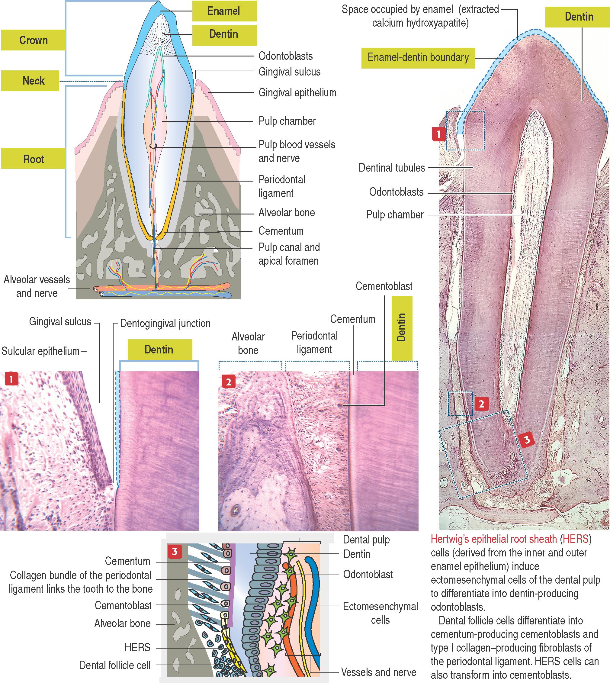 15-4, Structure of a tooth