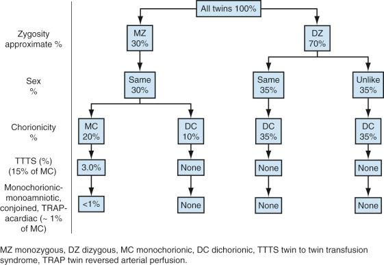 FIG 7-4, Approximate distribution of monozygous (MZ) and dizygous (DZ) twinning with chorionicity and complications of monozygous twins as a percentage of all twins. This represents the approximate distribution of twin gestations in the United States by zygosity and chorionicity. Both monochorionic (MC) and dichorionic (DC) twin gestations are at greater risk for maternal and fetal/neonatal complications (such as preeclampsia, diabetes, structural fetal abnormalities, aneuploidy, growth restriction) when compared with singleton gestations. Complications found only in monochorionic twin gestations include twin-twin transfusion syndrome (TTTS), monochorionic-monoamniotic twins, twin reversed arterial perfusion (TRAP) acardiac twins, conjoined twins, and fetus in fetu.