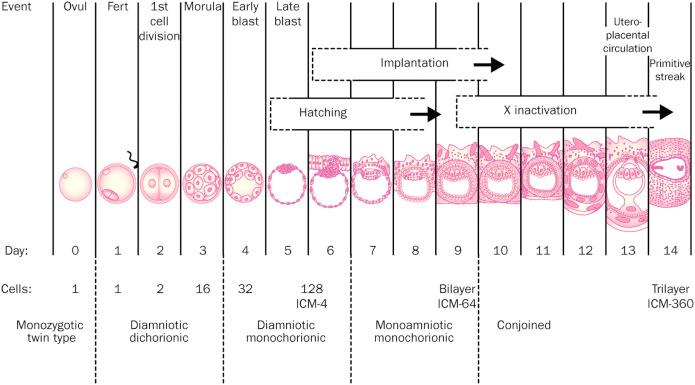 FIG 7-5, The timing of monozygotic twinning demonstrating the impact of the day cleavage occurs on placentation and complications, that is, monochorionic monoamniotic placenta or conjoined twins. Fert, fertilization; ICM, inner cell mass; Ovul, ovulation.