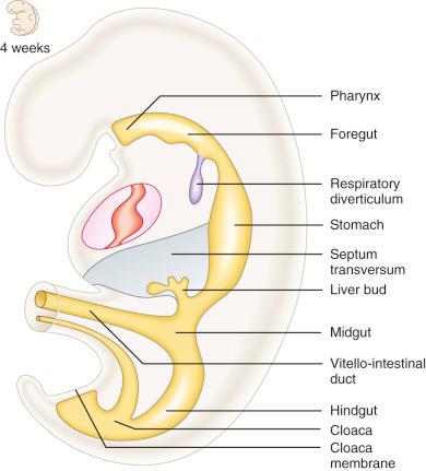 FIG 14-1, The gut tube in a 4-week embryo.