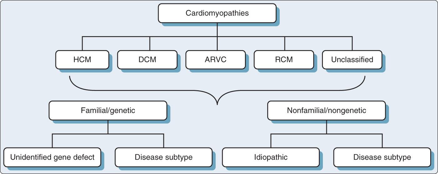 Fig. 18.5, The European Society of Cardiology classification of cardiomyopathies (see text for details). ARVC, Arrhythmogenic right ventricular cardiomyopathy; DCM, dilated cardiomyopathy ; HCM, hypertrophic cardiomyopathy; RCM, restrictive cardiomyopathy.