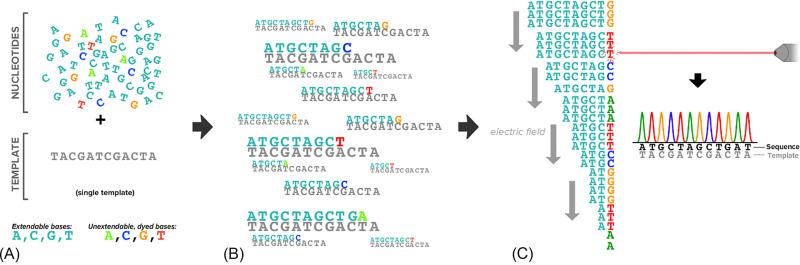Fig. 1, Overview of Sanger sequencing. (A) The Sanger synthesis reaction contains a nucleotide mix with both extendable bases and a low concentration of unextendable, dyed bases (a DNA primer, DNA polymerase, and buffer are also required an not shown). (B) Extended molecules terminate at different locations with the molecule having the color of the last incorporated base. (C) Arrangement of the terminated molecules in an electric field—DNA is negatively charged—and passage through a capillary equipped with a dye detector identifies fluorescence peaks that reveal the original template's sequence.