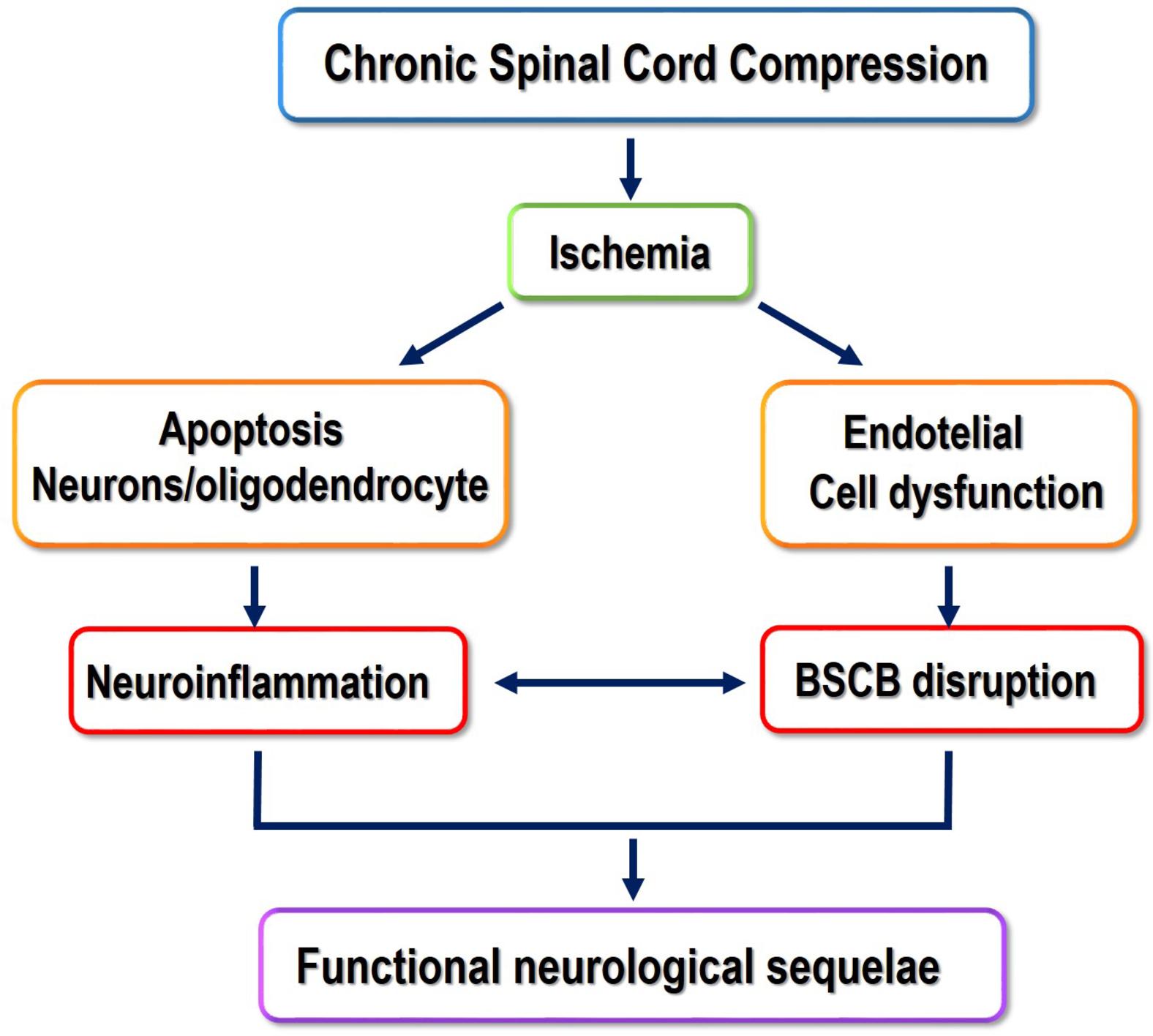 Fig. 1, Representative scheme of the pathophysiology of cervical spondylotic myelopathy. Chronic compression of the spinal cord causes chronic ischemia that damages oligodendrocytes and neurons eliciting an inflammatory response, endothelial cell loss, and disruption of the blood-spinal cord barrier (BSCB). Neuronal loss and axonal damage lead to neurological impairment.