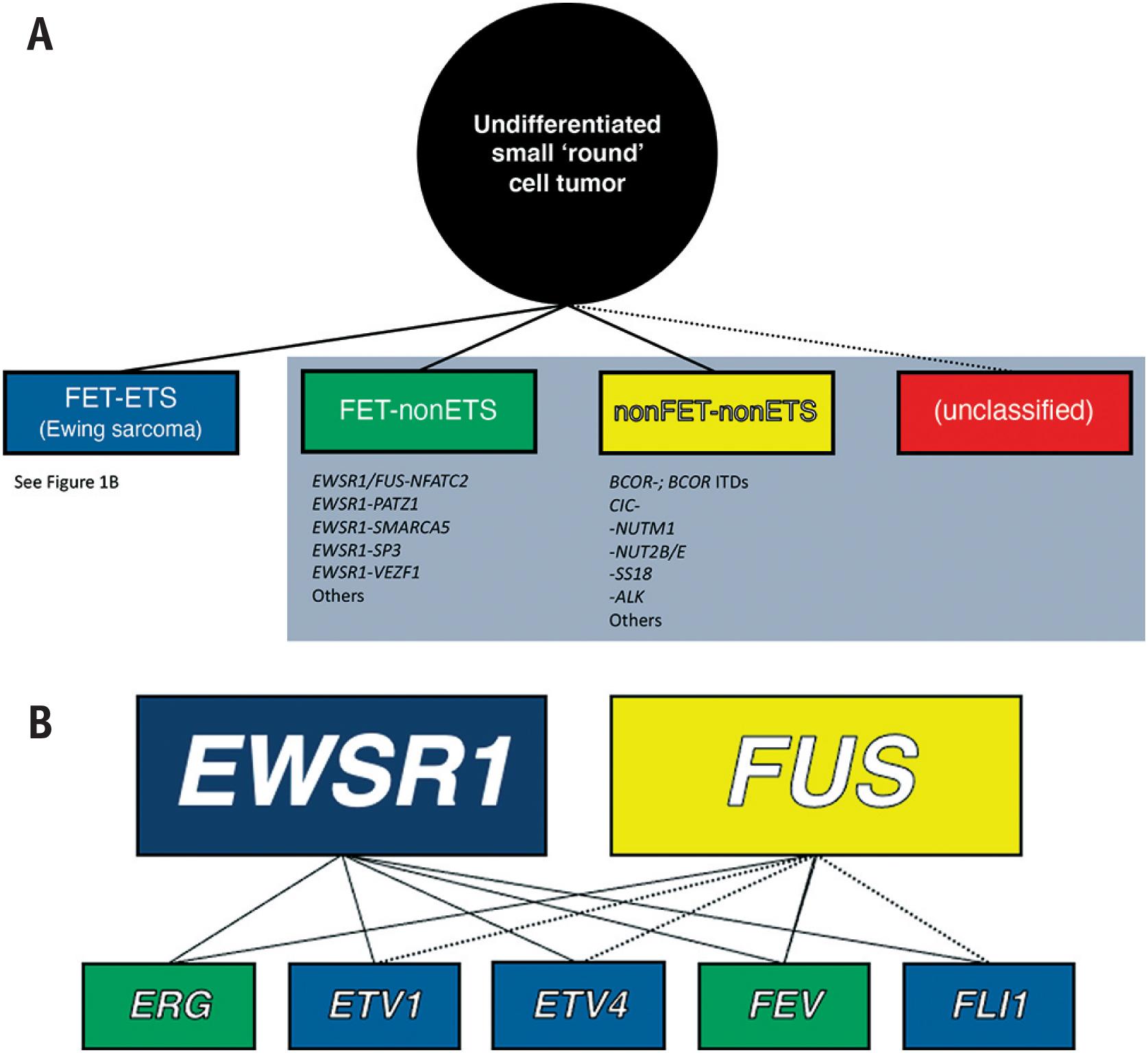 Fig. 14.1, (A) Diagram illustrating the various genetic categories of undifferentiated small “round” cell sarcomas. Ewing Family Tumors are defined as containing fusion of a member of the FET family of RNA binding proteins (e.g., encoded by EWSR1 and FUS ) to a member of the ETS family of transcription factors (e.g., encoded by ERG , ETV1 , ETV4 , FEV , FLI1 ). Tumors previously classified as so-called Ewing-like sarcomas (grey box) lack ETS and/or FET family members. (B) Diagram illustrating the various potential fusion gene combinations in Ewing Family Tumors. Solid line denotes established fusion gene combinations, dashed lines are currently theoretic.