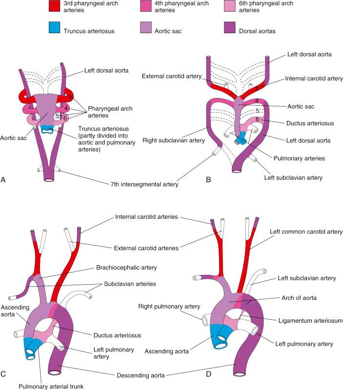 Fig. 40.2, Embryologic transformation of the aorta to a normal adult pattern.