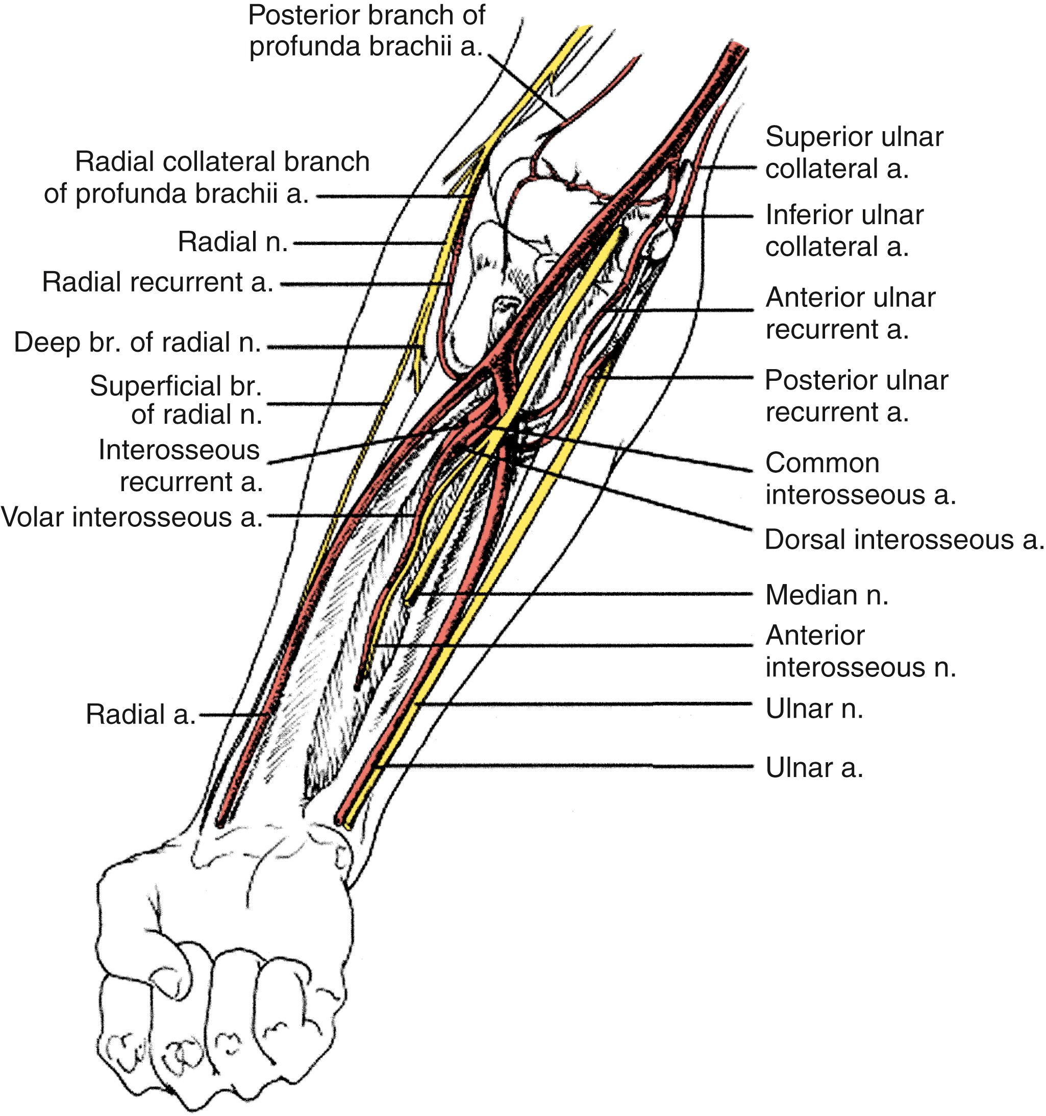 Figure 121.2, Forearm Nerve and Vessel Anatomy.