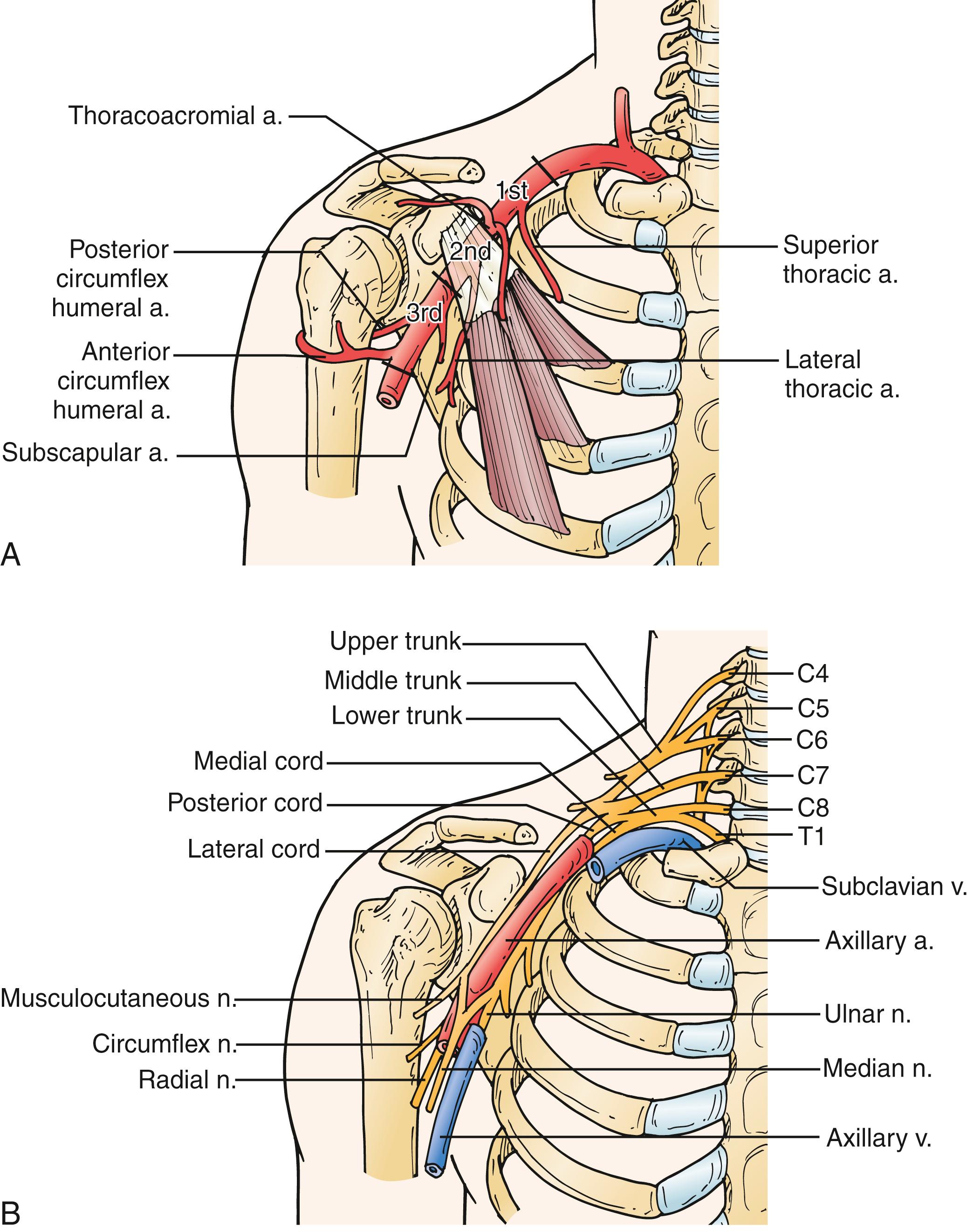 Figure 121.3, Exposure of the First Portion of the Axillary Artery.