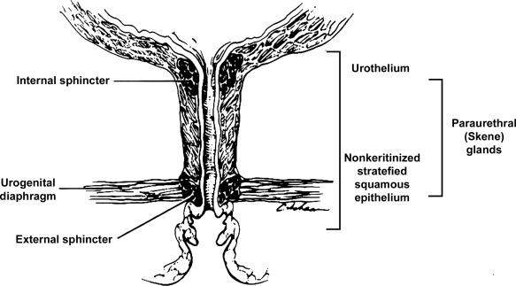 Fig. 11.2, Anatomy of the female urethra.