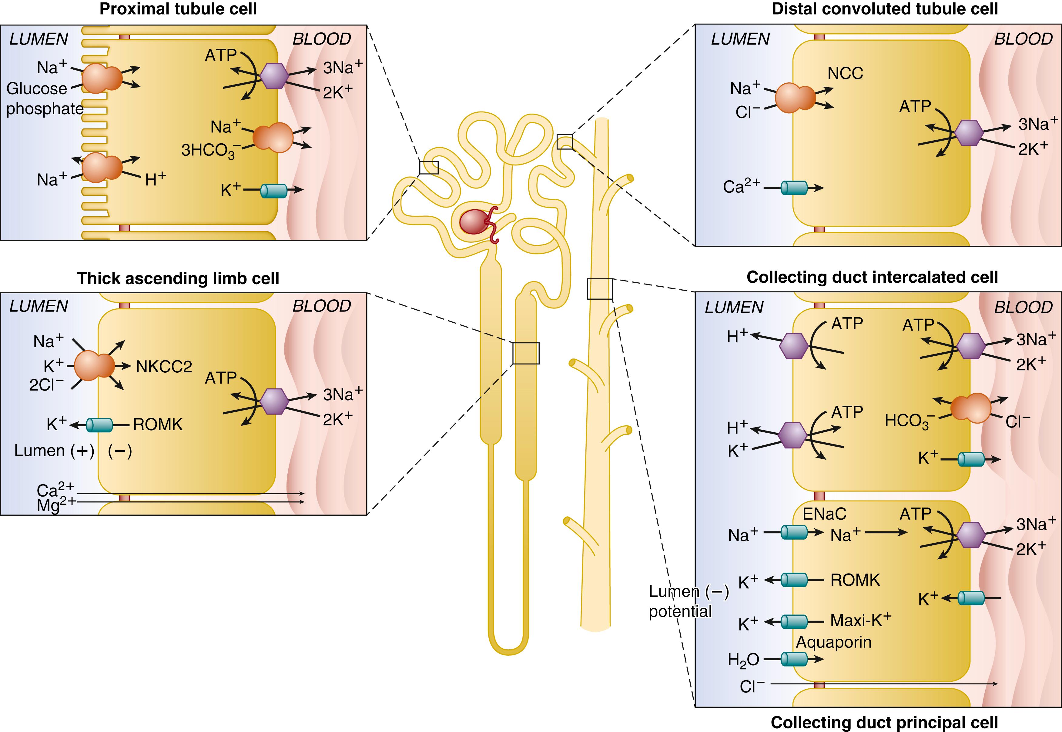 Fig. 103.1, Structure of adult nephron, without the surrounding renal vasculature. The glomerulus (red) provides glomerular filtrate to the proximal tubule. The tubular fluid then passes through descending and ascending thin limbs, the medullary and cortical thick limbs, the distal convoluted tubule and (not labeled) connecting segment, and the collecting duct, with cortical, outer medullary, and inner medullary segments. ATP, adenosine triphosphate; NCC, sodium chloride co-transporter.