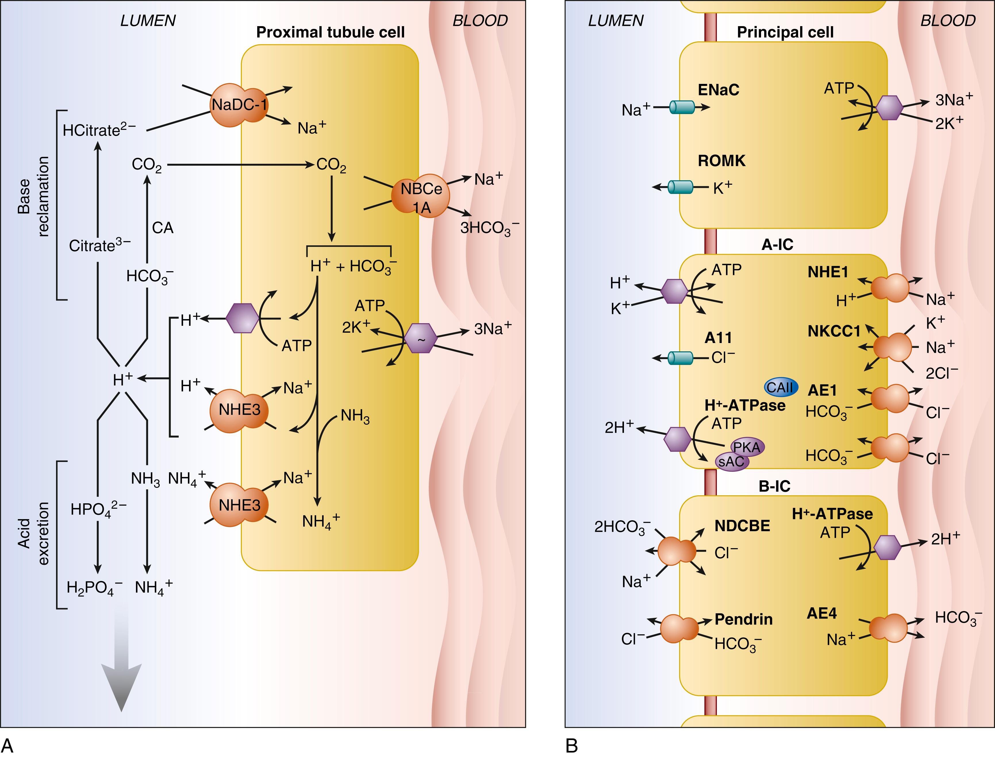 Fig. 103.2, Nephron cell types regulating systemic acid-base balance. (A) Proximal tubule cell from the S1 or S2 convoluted segment. Apical membrane NHE3 and vH + -ATPase secrete protons into luminal fluid. Most protons serve to protonate bicarbonate with the catalytic help of carbonic anhydrase in the luminal membrane. Protons are also buffered by phosphate, ammonium, and citrate. Reclamation of tubular citrate is another source for regeneration of bicarbonate. Cytosolic bicarbonate exits the cell into the interstitium via the basolateral membrane NBCe1A. The entire process of bicarbonate regeneration and reabsorption is powered by the basolateral membrane Na + ,K + -ATPase. Proximal tubular cells also take up and use glutamine as a source for ammonium biosynthesis and secretion. This ammonium is important for collecting duct acid secretion. (B) Cortical collecting duct cell types are arranged in a mosaic of principal cells (PCs) and intercalated cells (ICs) of A and B types. The A-IC secretes protons to acidify the urine via the apical vH + -ATPase, and the intracellular bicarbonate so generated exits the basolateral membrane via chloride-bicarbonate exchanger AE1. The B-IC secretes bicarbonate under conditions of dietary base load via the B-IC–specific chloride-bicarbonate exchanger, pendrin. However, under usual conditions of acid load, the B-IC is dedicated to reabsorption of luminal chloride accompanied by Na + , with apical recycling of bicarbonate. The basolateral Na + (K + ) HCO 3 − /Cl − exchanger AE4/SLC4A9 may function in basolateral Na + egress from type B ICs, which express low levels of Na + ,K + -ATPase. The PC reabsorbs tubular fluid Na + through the amiloride target, ENaC, secretes K + via the ROMK K + channel, and reabsorbs water through the vasopressin-regulated water channel, aquaporin 2. Although not itself secreting acid-base equivalents, the principal cell can regulate IC function directly and via paracrine mechanisms.