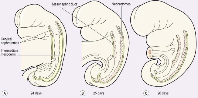 FIGURE 18-1, Development of the mesonephros. (A) Formation of the cervical nephrotomes which degenerate during the 4th week. (B) Mesonephros forms in cranial coronal sequence. (C) The mesonephros is fully formed by approximately 6 weeks.