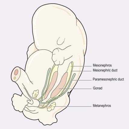 FIGURE 18-5, Formation of the genital ridges. The primitive gonads arise from the genital ridges which are situated just medial to the developing mesonephros.