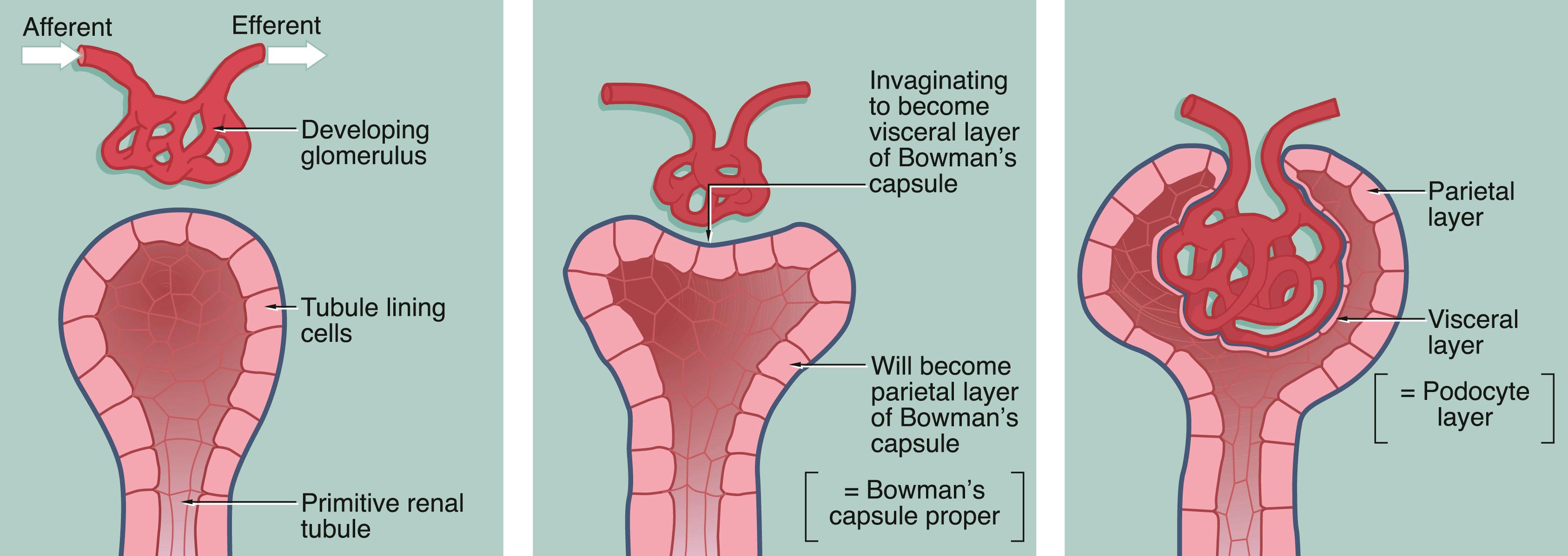 Fig. 16.7, Development of the renal corpuscle