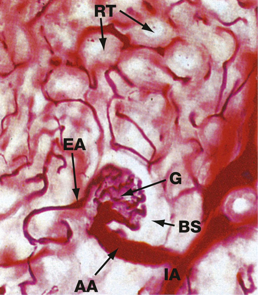 Fig. 16.11, Blood supply of the glomerulus