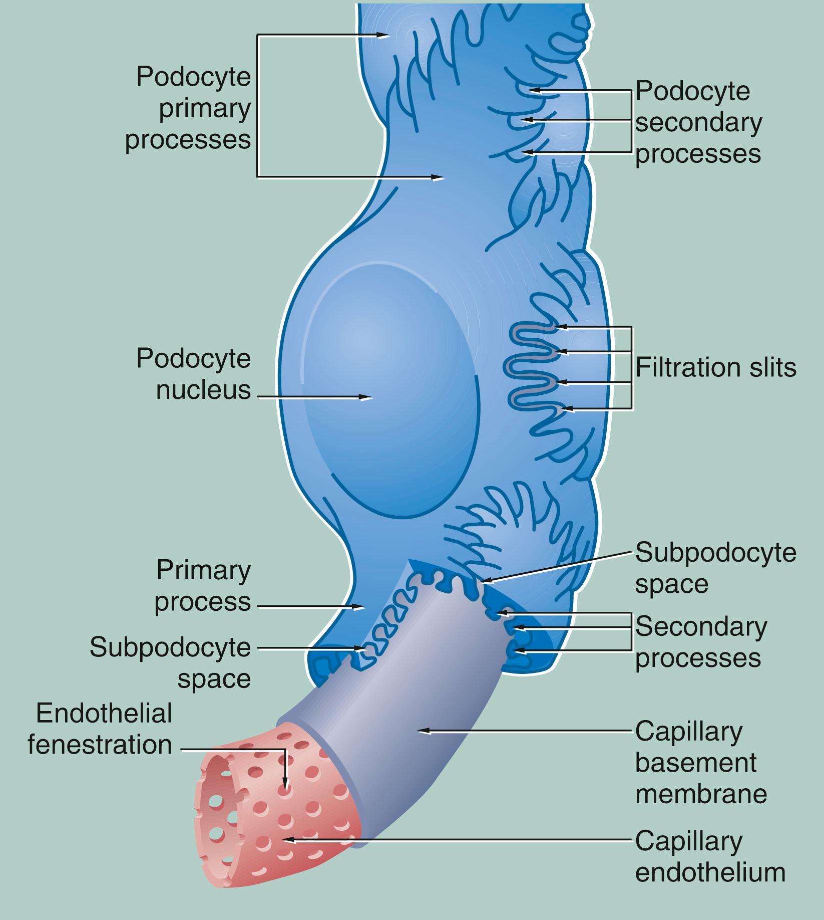 Fig. 16.12, The glomerular filter