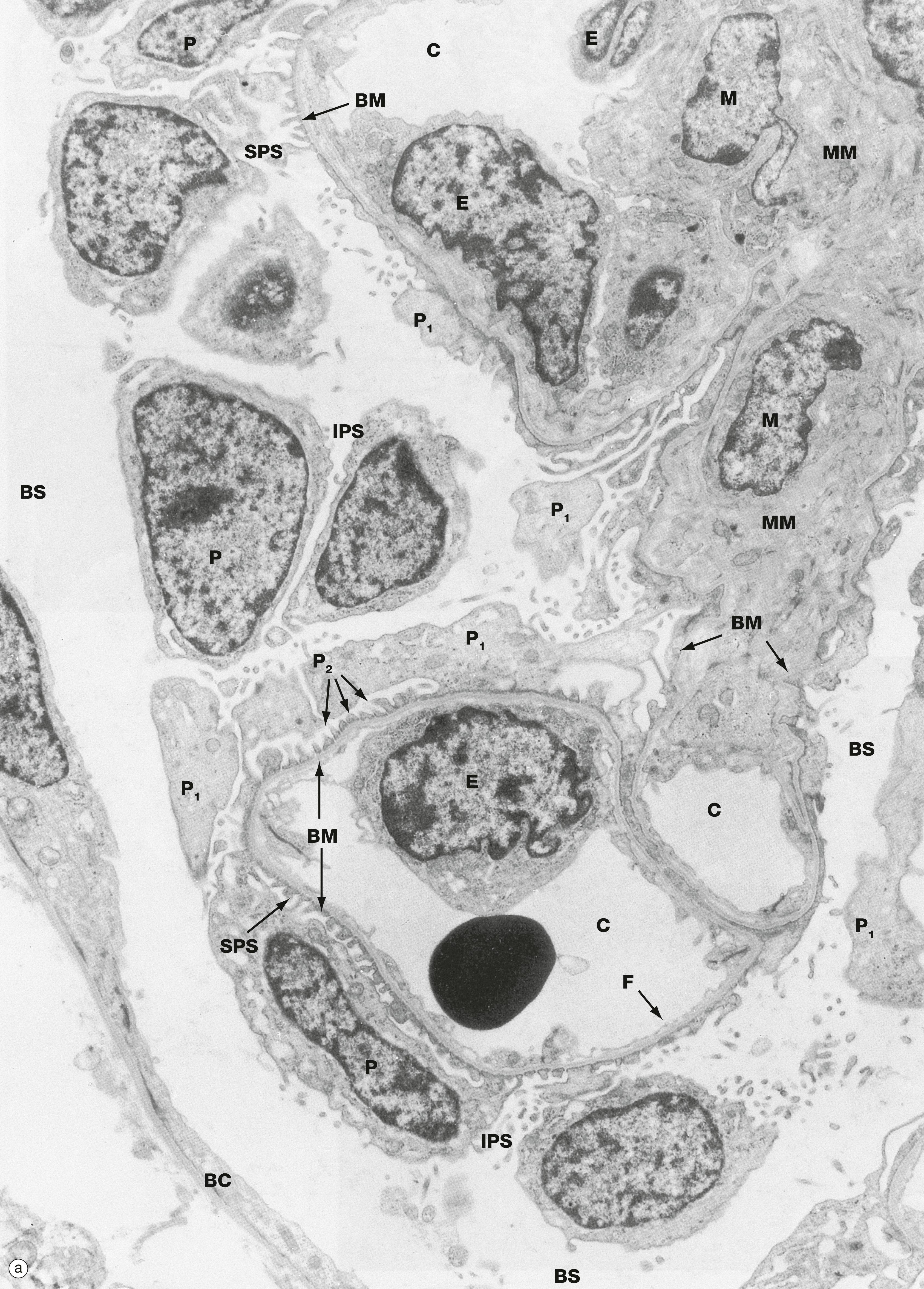 Fig. 16.14, Glomerulus (illustration (a) opposite)