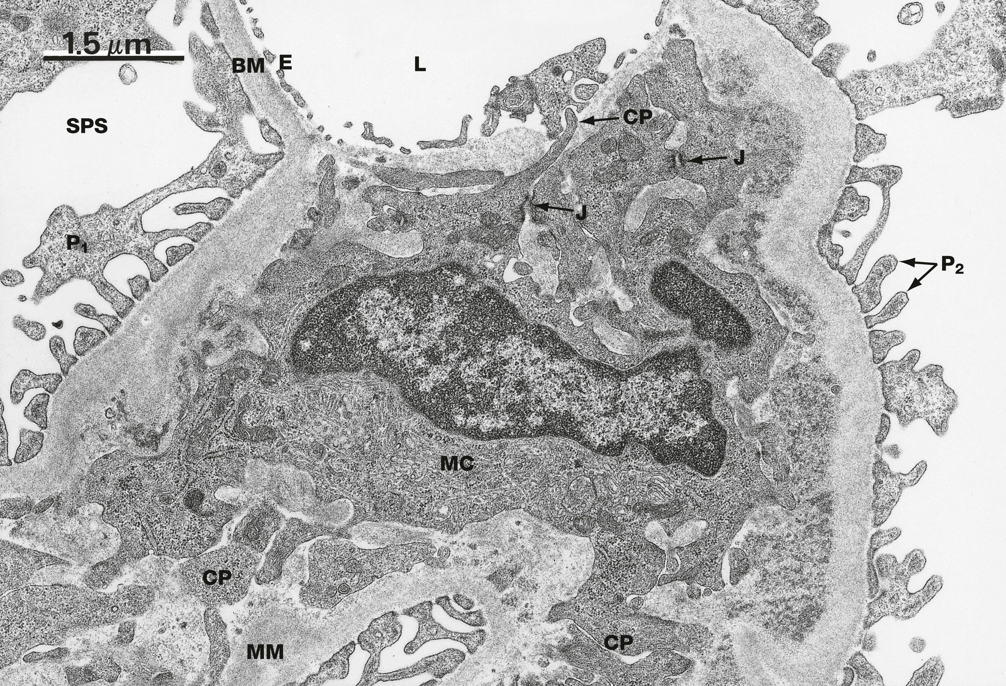 Fig. 16.15, The mesangium, rat