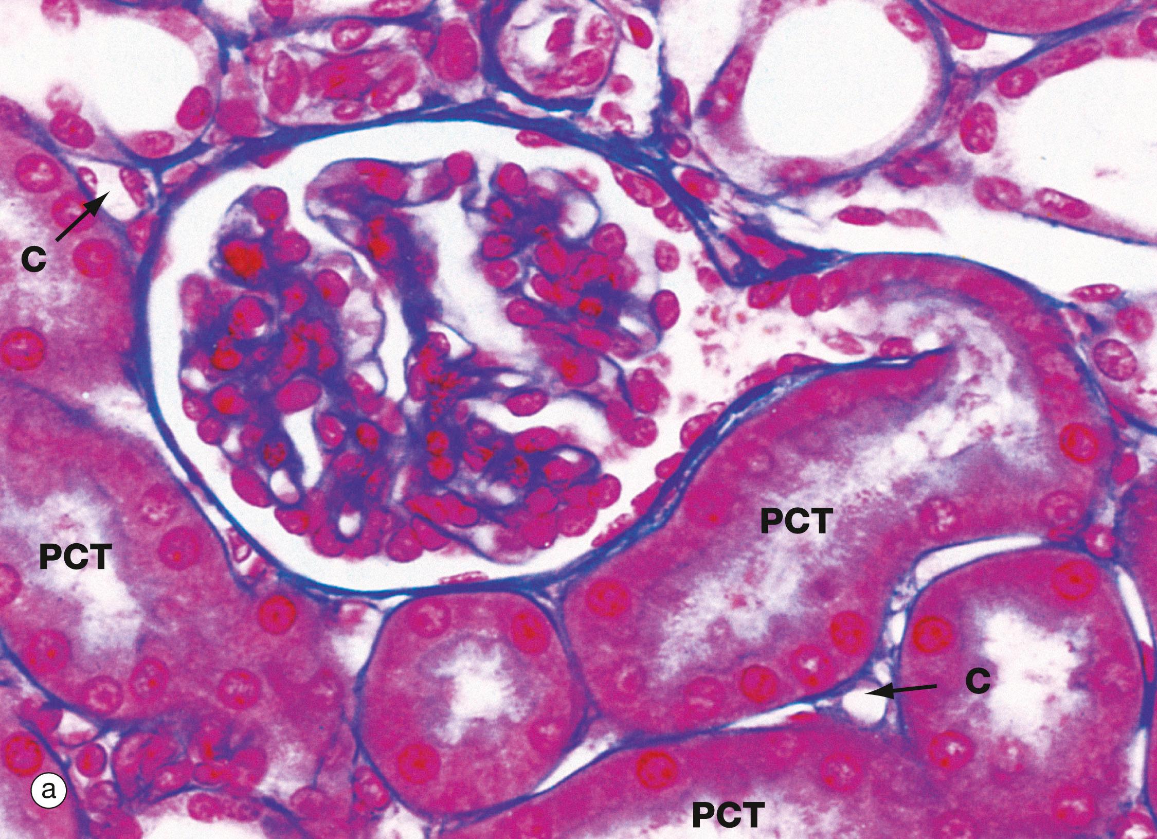 Fig. 16.16, Proximal and distal convoluted tubules