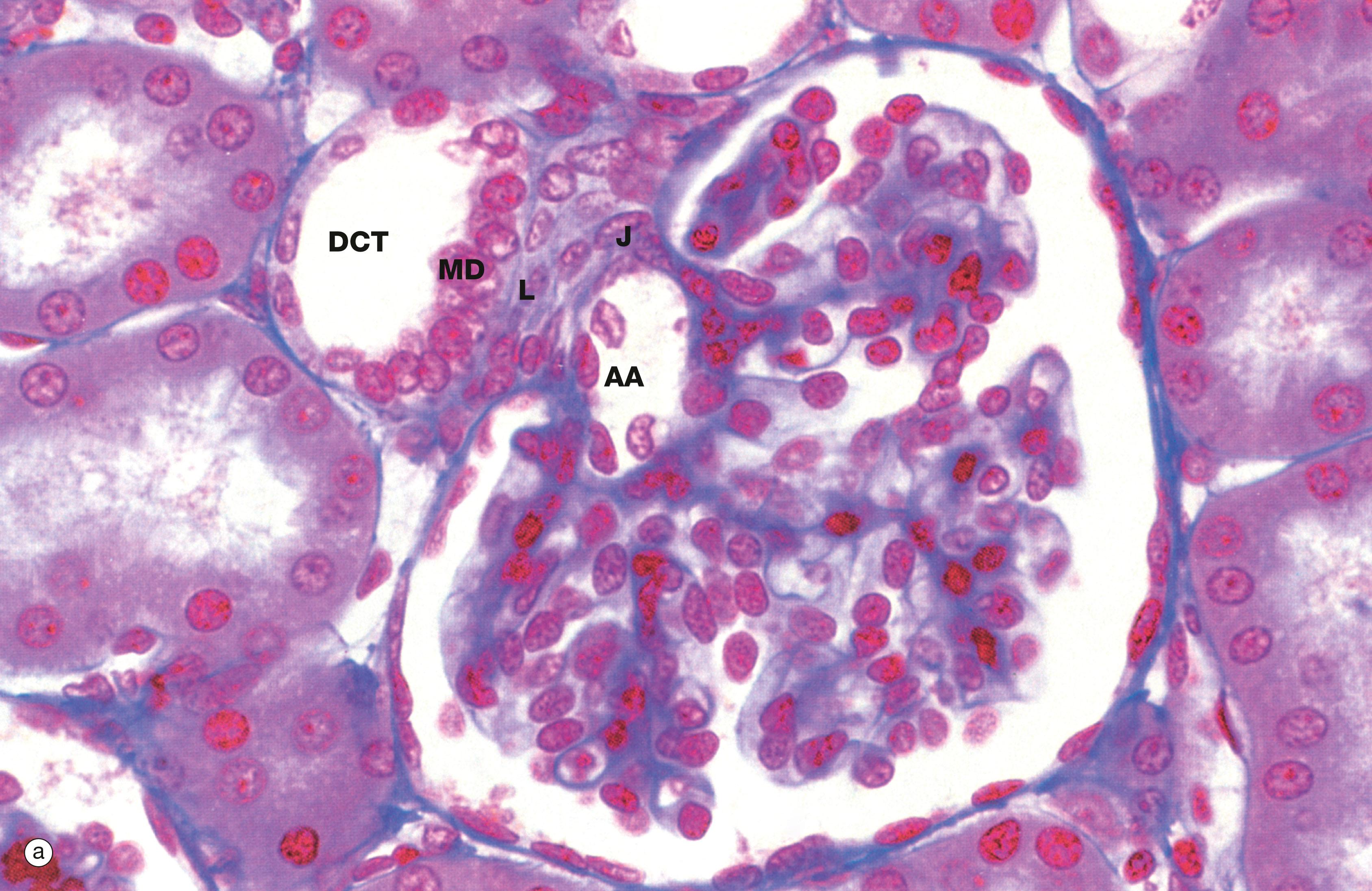 Fig. 16.18, Juxtaglomerular apparatus (illustrations (a) and (b) opposite)