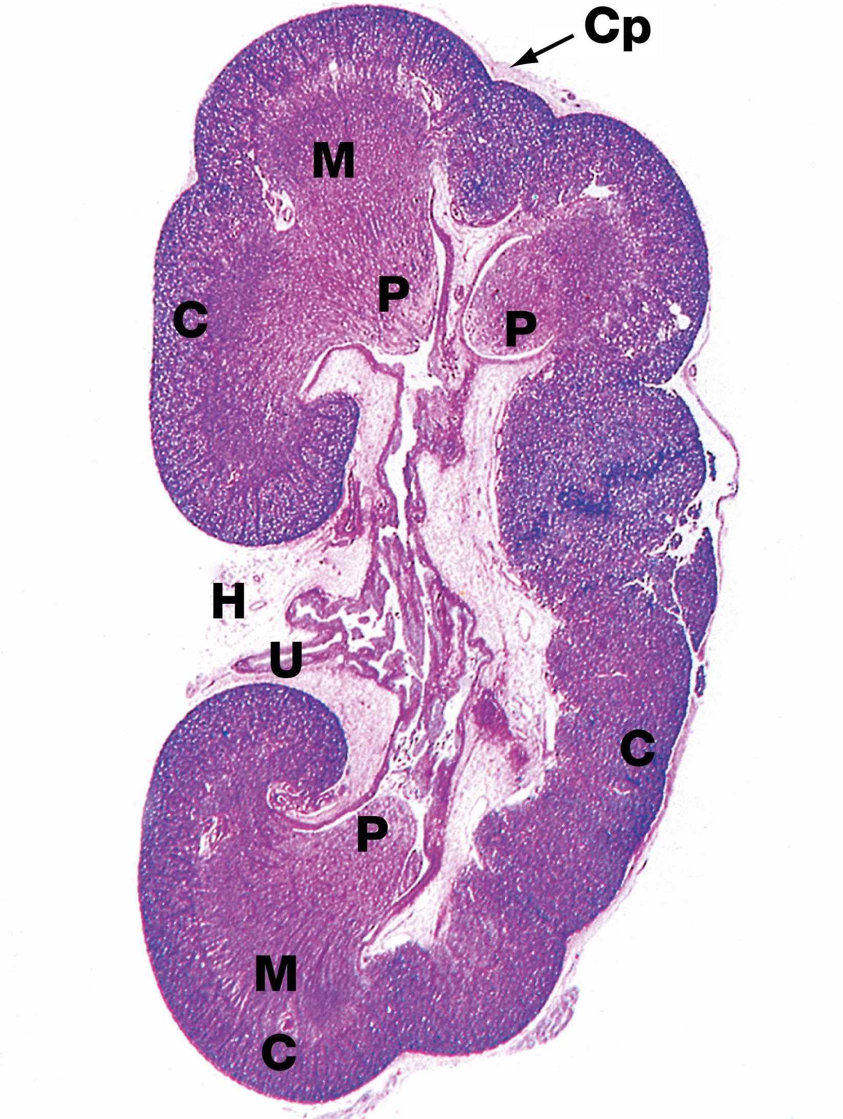 E-Fig. 15.1 H, Kidney H&E (LP).