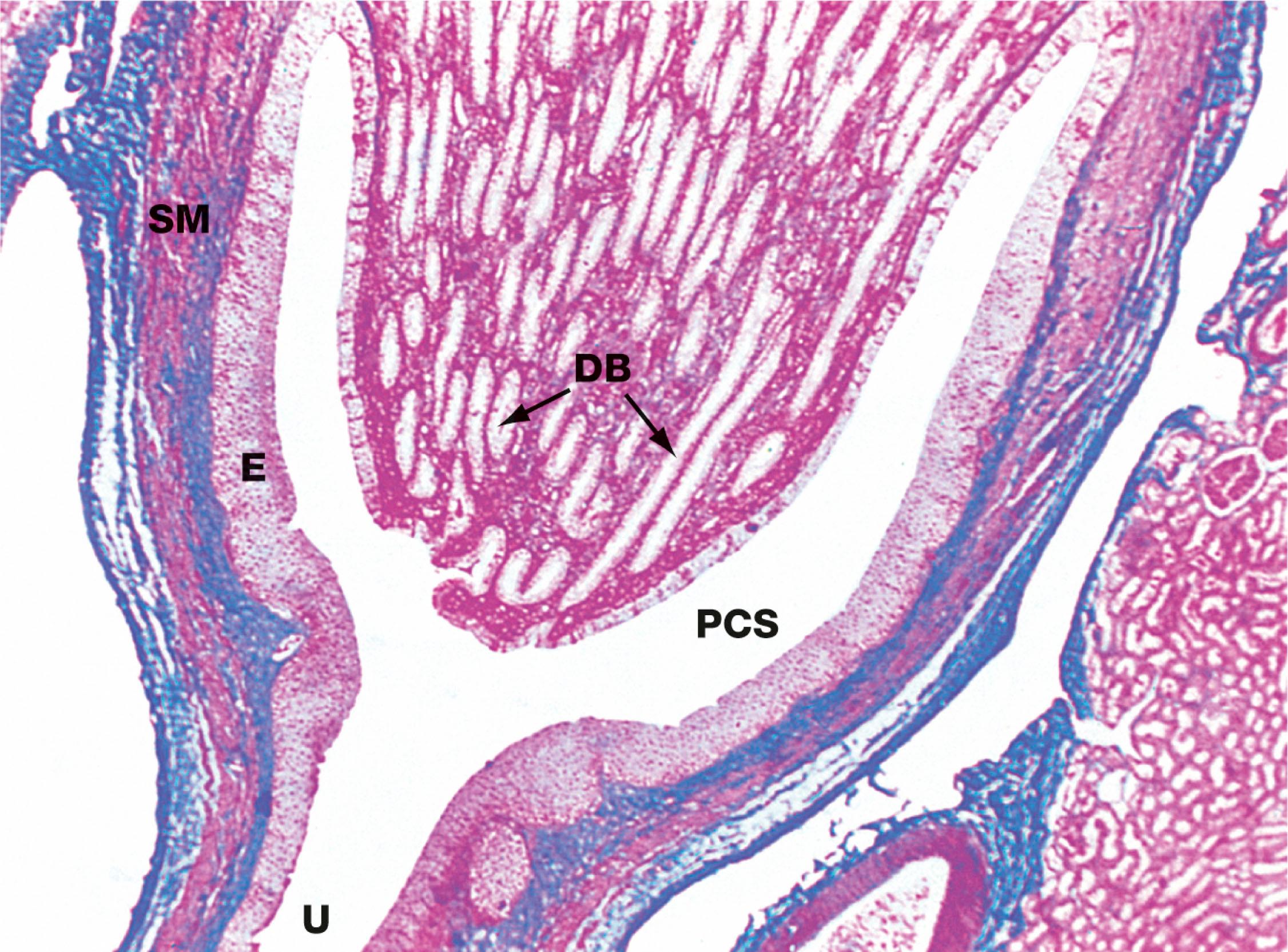 Fig. 16.22, Renal papilla, monkey