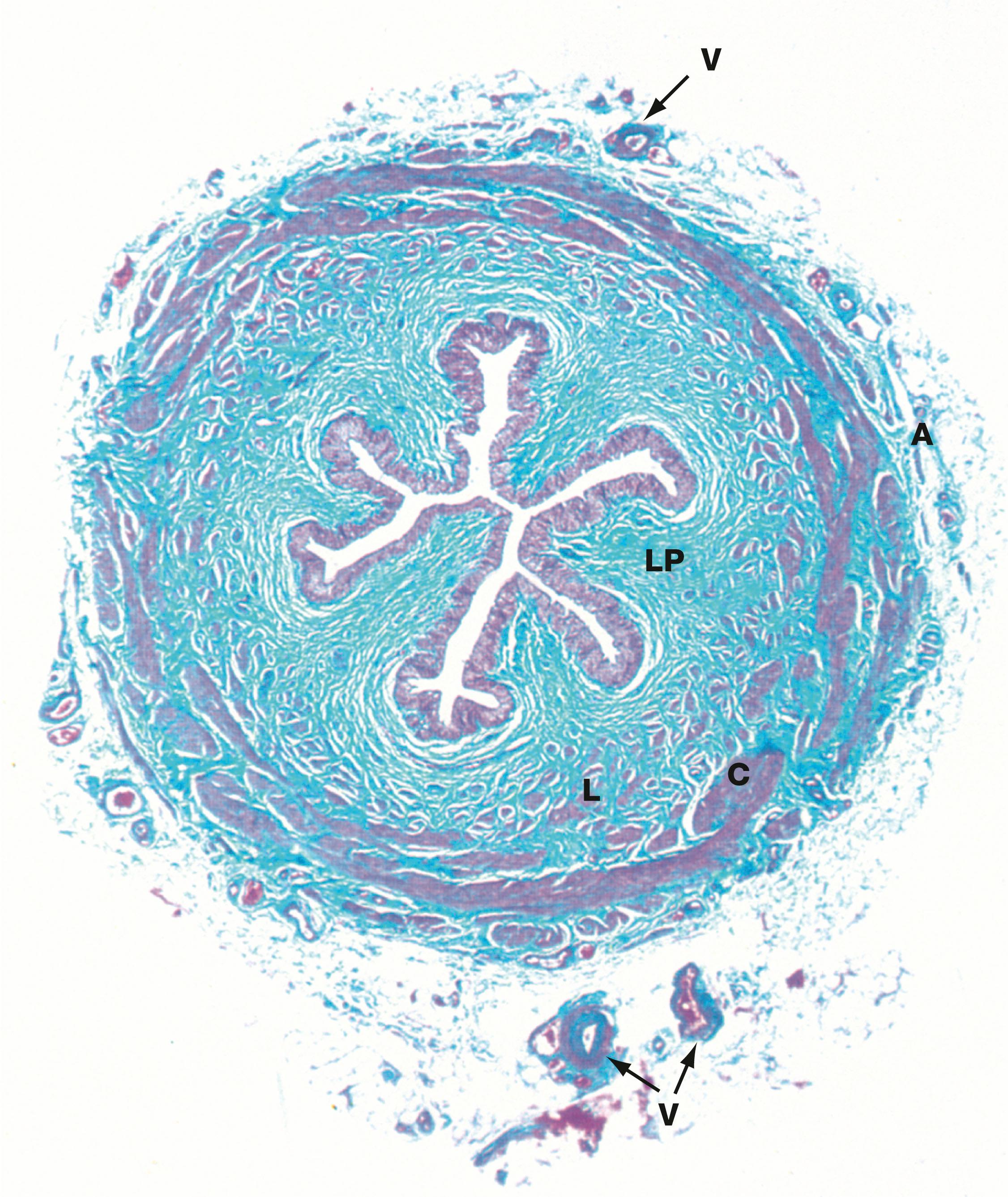 Fig. 16.23, Ureter