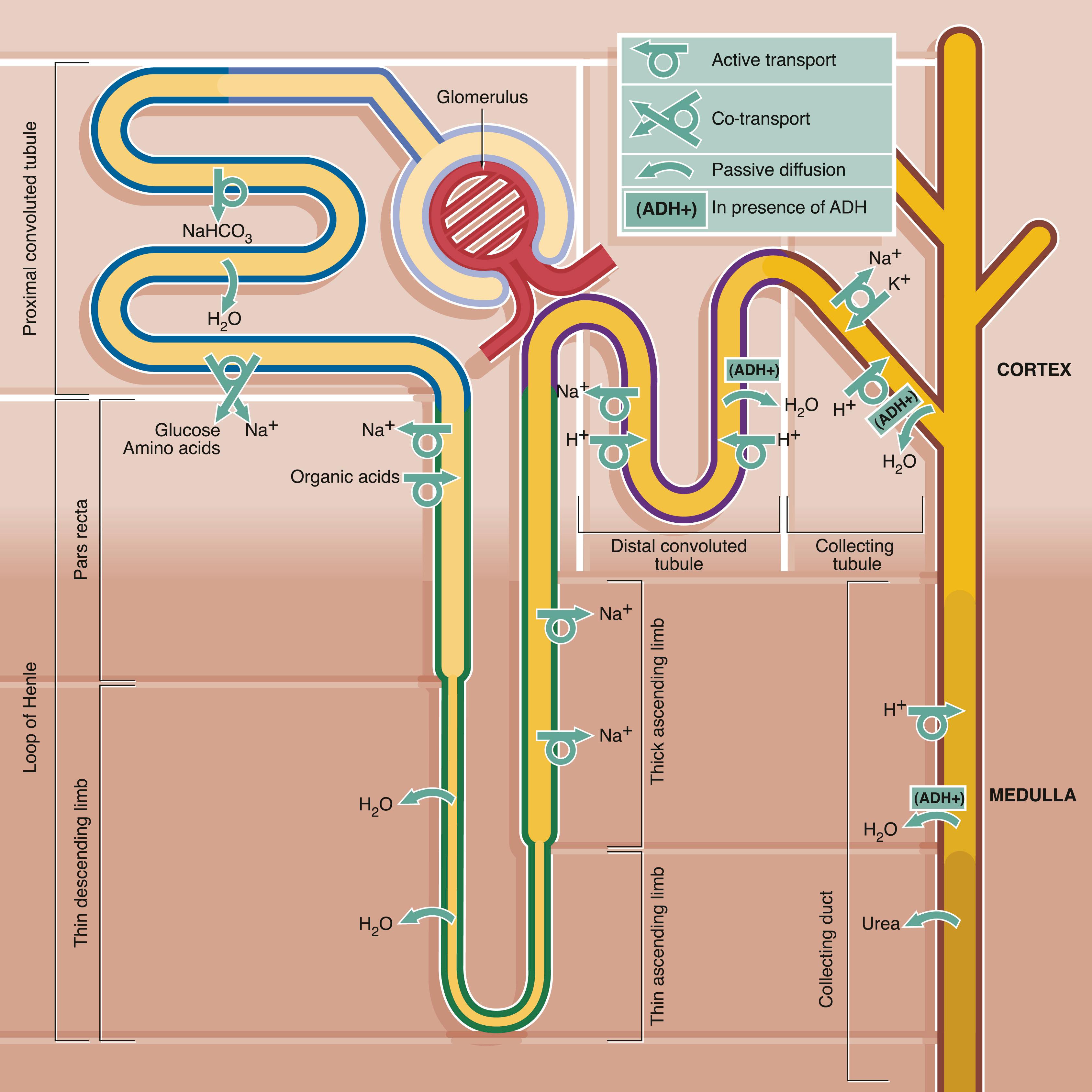 Fig. 16.26, Summary of major activities of different parts of the renal tubule