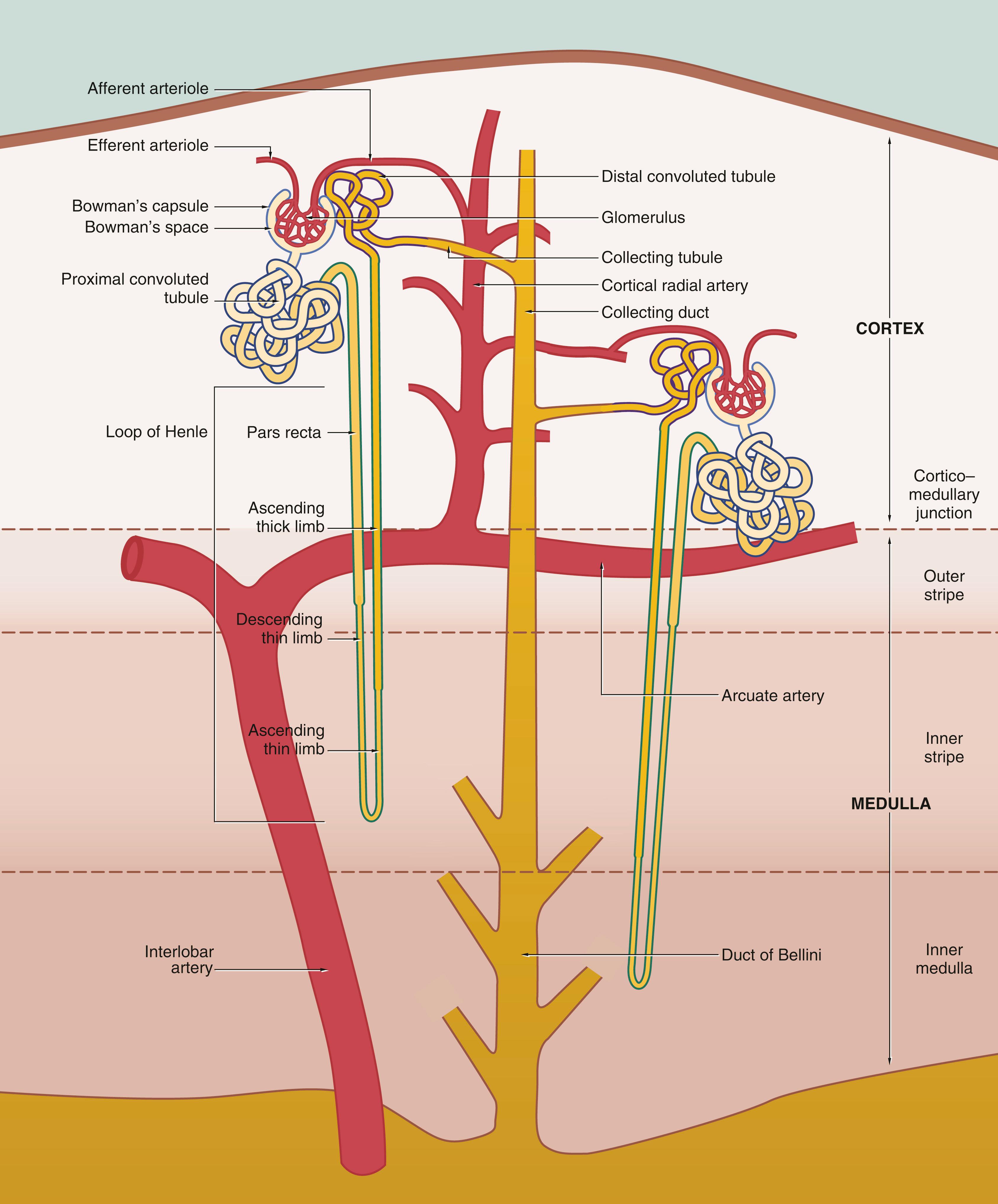 Fig. 16.4, Basic organisation of the nephron, collecting system and renal vasculature