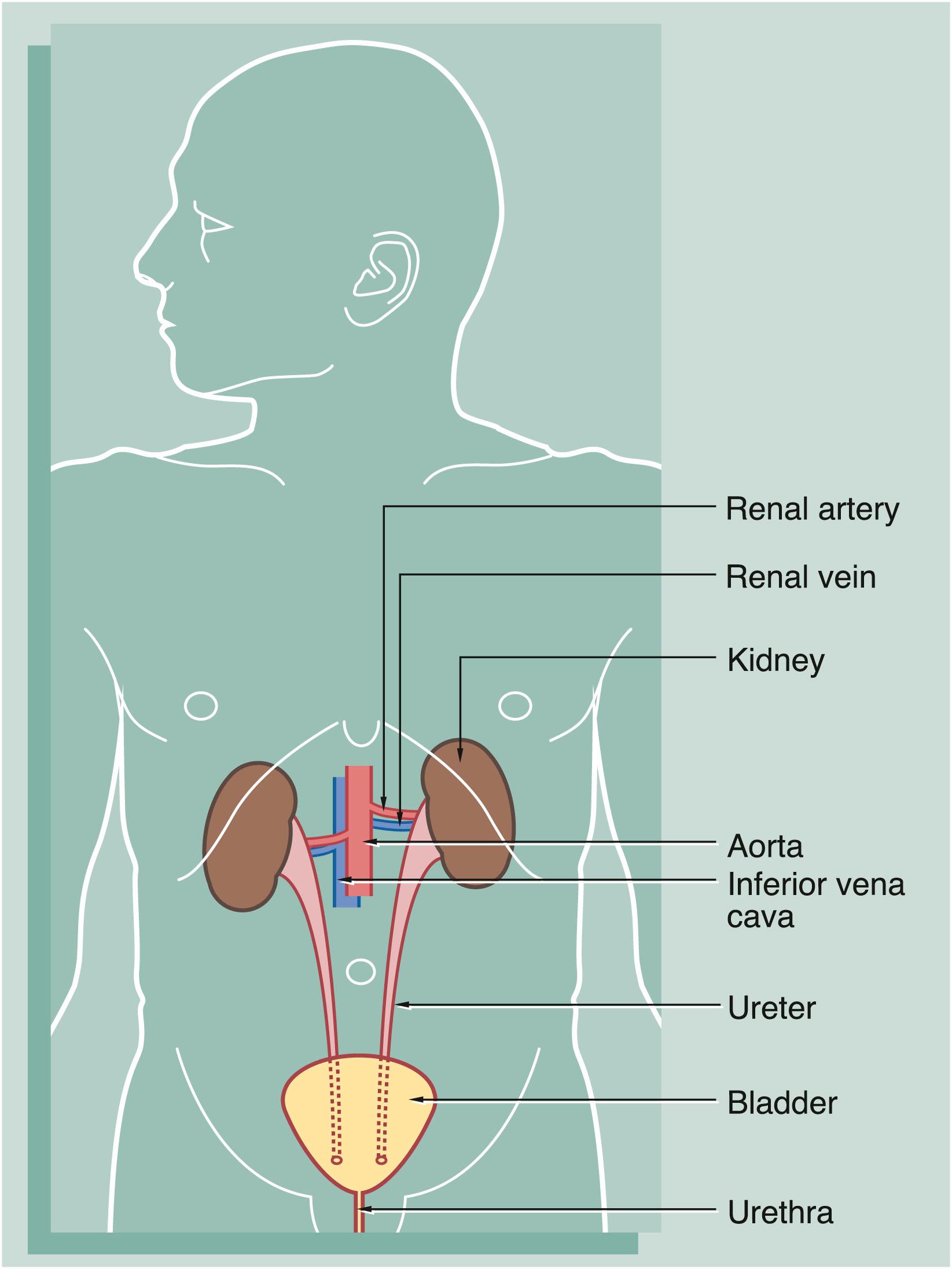 Fig. 16.1, The urinary system